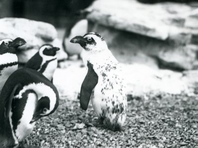 A small group of Black-footed Penguins, including one with aberrant markings, at London Zoo, May 1914 by Frederick William Bond